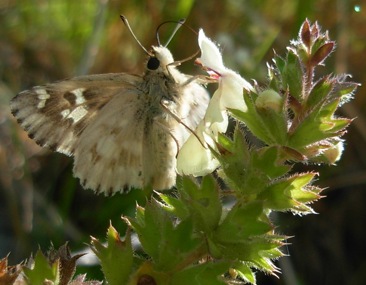 Carcharodus lavatherae?